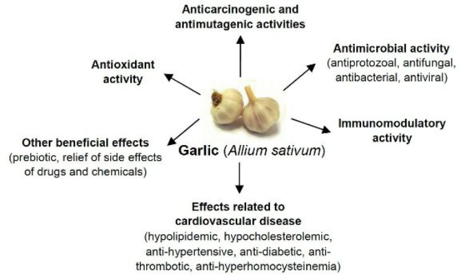 Why you should eat Garlic