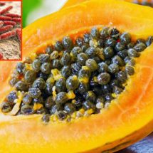 Papayas Linked to Deadly Salmonella Outbreak!