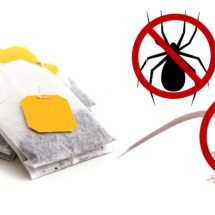 Keep Mice and Spiders Away From Your House with One Tea Bag