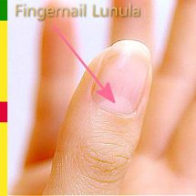 Lunula and Fingernails Inform Us about Our Health