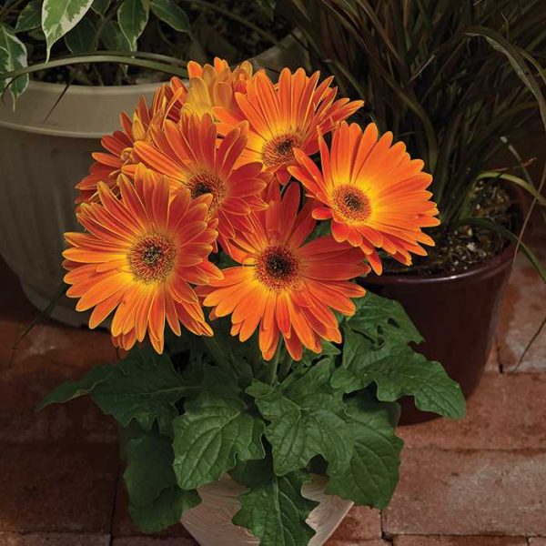 Orange Gerbera