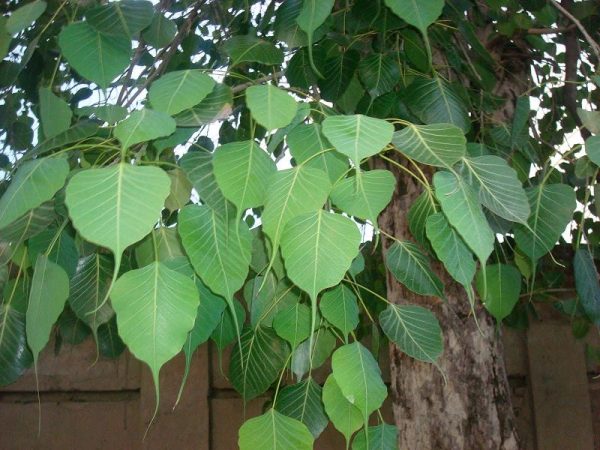 Peepal Tree