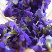 The Many Surprising Health Benefits of Sweet Violet