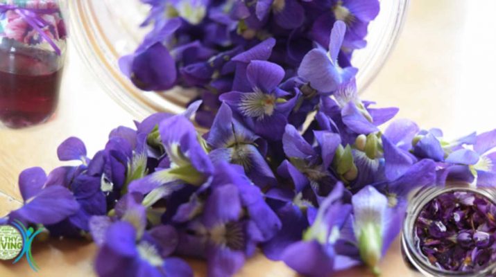 The Many Surprising Health Benefits of Sweet Violet