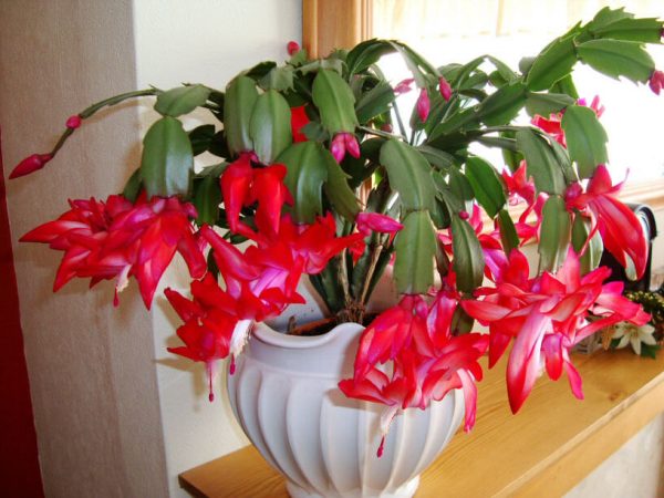 Christmas Cactus