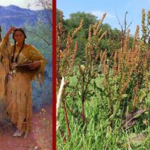 Top 10 Herbs Native Americans Used to Treat Many Diseases