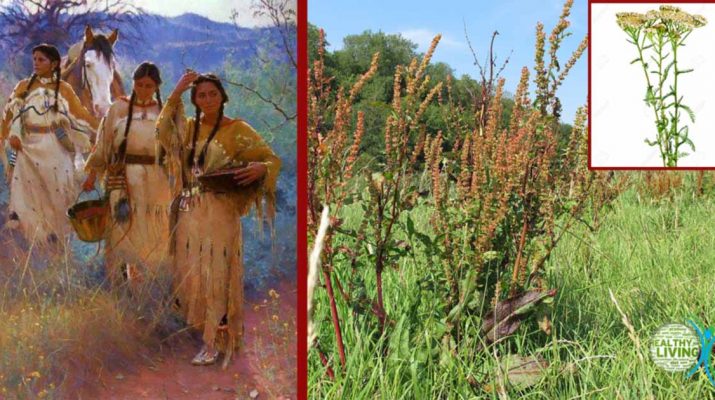 Top 10 Herbs Native Americans Used to Treat Many Diseases