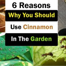 6 Amazing Ways You Can Use Cinnamon in Your Garden