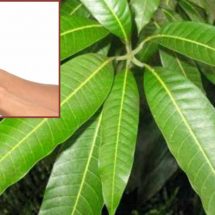 How to Use Mango Leaves to Help Treat Diabetes