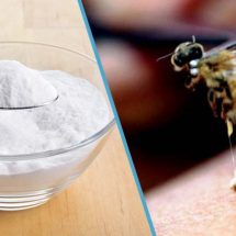 7 Best Ways to Treat Bee Stings at Home