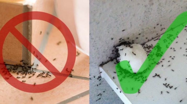 Get Rid of Ants With This Simple Trick