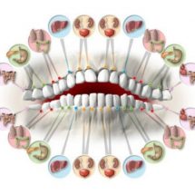 Each Tooth Is Associated with an Organ in the Body – Pain in Each Tooth Can Predict Problems in Certain Organs