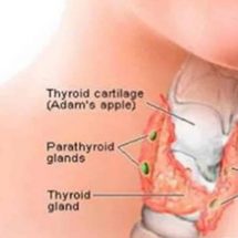 It Turns out You Can Heal Your Thyroid Gland with Coconut Oil