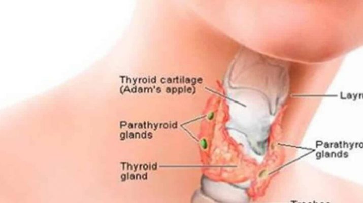 It Turns out You Can Heal Your Thyroid Gland with Coconut Oil