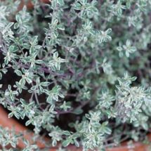 This Herb Destroys Strep, Herpes, Candida and Flu Virus