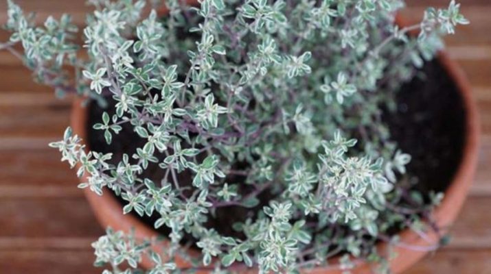 This Herb Destroys Strep, Herpes, Candida and Flu Virus