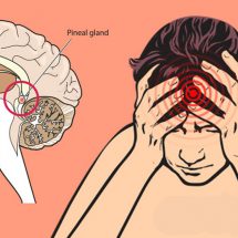 How Fluoride Damages the Human Brain, Especially the Pineal Gland