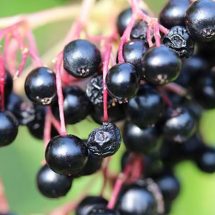 Scientists Verify Elderberry Beats the Flu, Prevents Colds & Strengthens Immunity