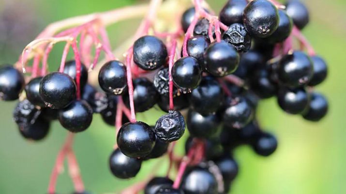 Scientists-Verify-Elderberry-Beats-the-Flu,-Prevents-Colds-&-Strengthens-Immunity