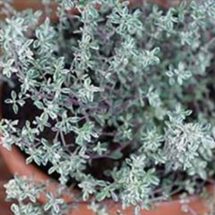 Thyme Destroys Strep Throat, Flu Virus And Fights Respiratory Infections