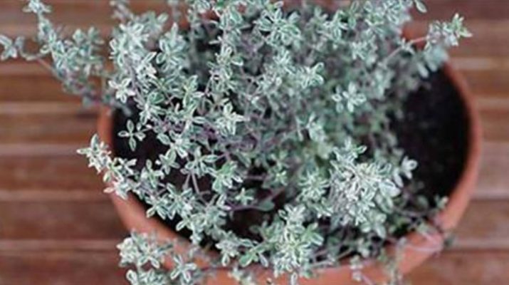 Thyme-Destroys-Strep-Throat,-Flu-Virus-And-Fights-Respiratory-Infections