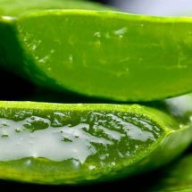 What Aloe Vera Really Does To The Body And Why The Egyptians Called It The Plant Of Immortality