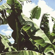 Banana Leaves: From Cooking, to Treating Cuts, Dandruff, and More