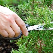 Sniffing Rosemary Can Increase Memory By 75%