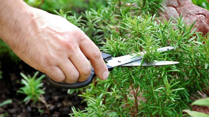 Sniffing-Rosemary-Can-Increase-Memory-By-75%