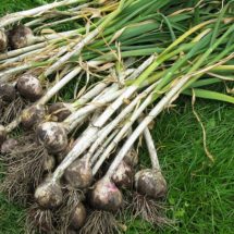 Stop Buying Garlic. Here’s How To Grow An Endless Supply Of Garlic Right At Home