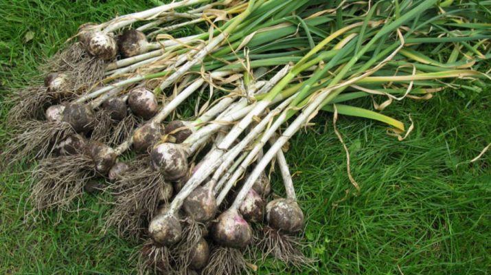Stop-Buying-Garlic.-Here’s-How-To-Grow-An-Endless-Supply-Of-Garlic-Right-At-Home
