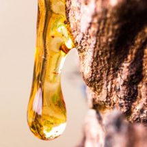 What are Tree Resins and Do They Have Health Benefits?