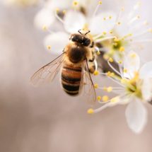 8 Practical Things You Can Do To Help Save The Bees