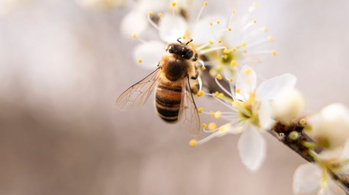 8-Practical-Things-You-Can-Do-To-Help-Save-The-Bees
