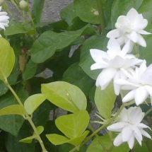 Keep Jasmine Plant in Your Room. It Reduces Anxiety, Panic Attacks and Depression