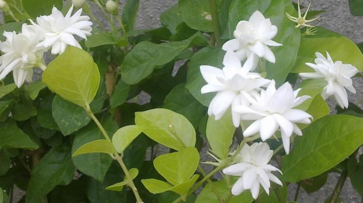 Keep-Jasmine-Plant-in-Your-Room.-It-Reduces-Anxiety,-Panic-Attacks-and-Depression