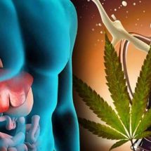 Largest Study To Date Finds Cannabis Helps Prevent Alcohol-Related Liver Damage
