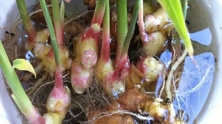 Stop-Buying-Ginger.-Here’s-How-To-Grow-An-Endless-Supply-Of-Ginger-Right-At-Home