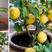 Stop Buying Lemons. Here’s How To Grow An Endless Supply of Lemons At Home