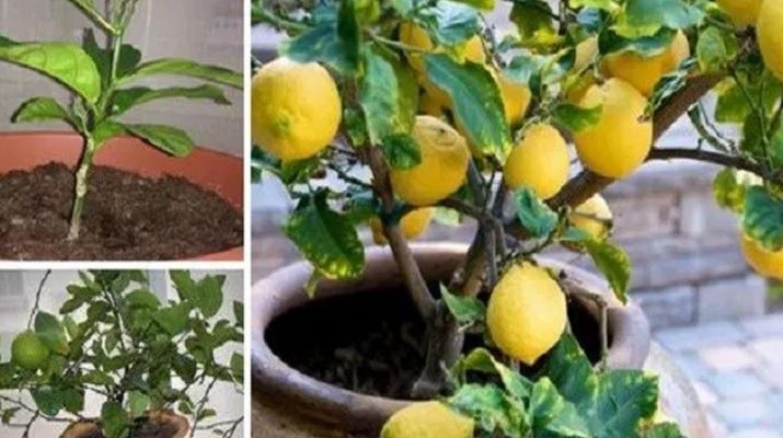 Stop-Buying-Lemons.-Here’s-How-To-Grow-An-Endless-Supply-of-Lemons-At-Home