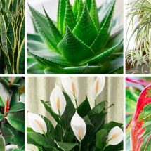 These Plants Are Oxygen Bombs And They Clean The Air At Your Home