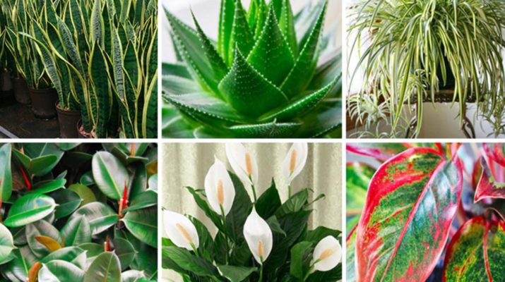 These-Plants-Are-Oxygen-Bombs-And-They-Clean-The-Air-At-Your-Home