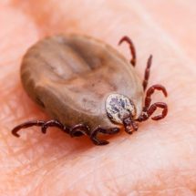 Use This Simple Trick To Keep Ticks Off All Summer Long!