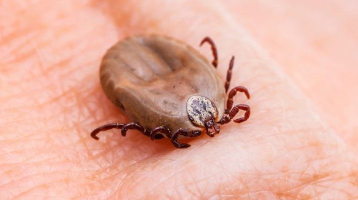 Use-This-Simple-Trick-To-Keep-Ticks-Off-All-Summer-Long!