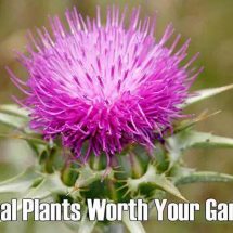 27 Medicinal Plants Worth Your Garden Space