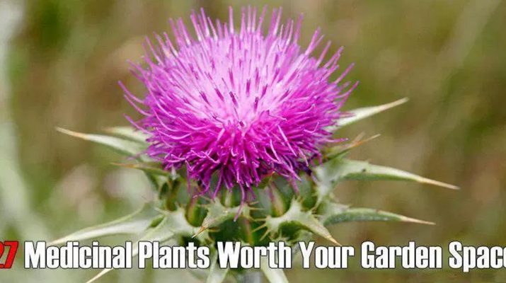 27-Medicinal-Plants-Worth-Your-Garden-Space