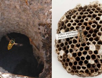 5 Genius Ways To Get Rid Of Wasps & Keep Them Away
