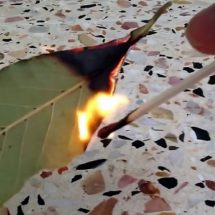 Burn Bay Leaves In Your Home For 2 Amazing Benefits!
