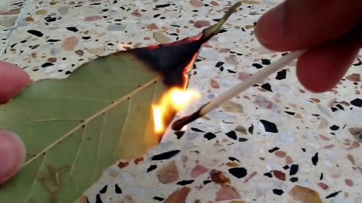 Burn-Bay-Leaves-In-Your-Home-For-2-Amazing-Benefits