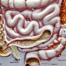 How the Bacteria in Our Gut Influences Our Minds